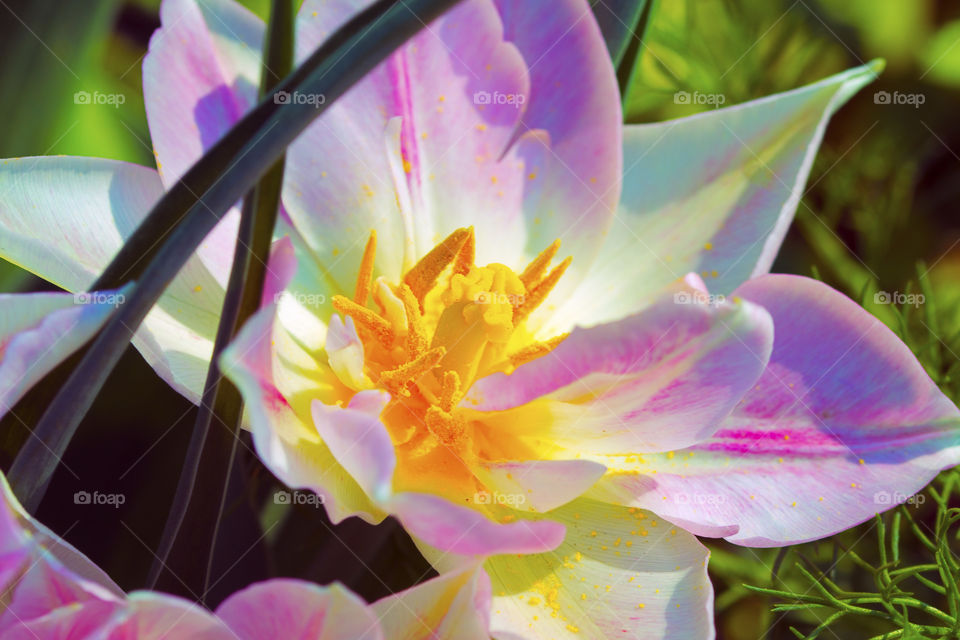 Gorgeous purple and white tulip flower details