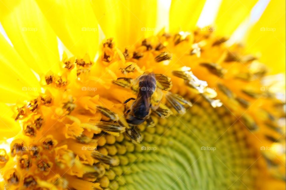 Sunflower and bee