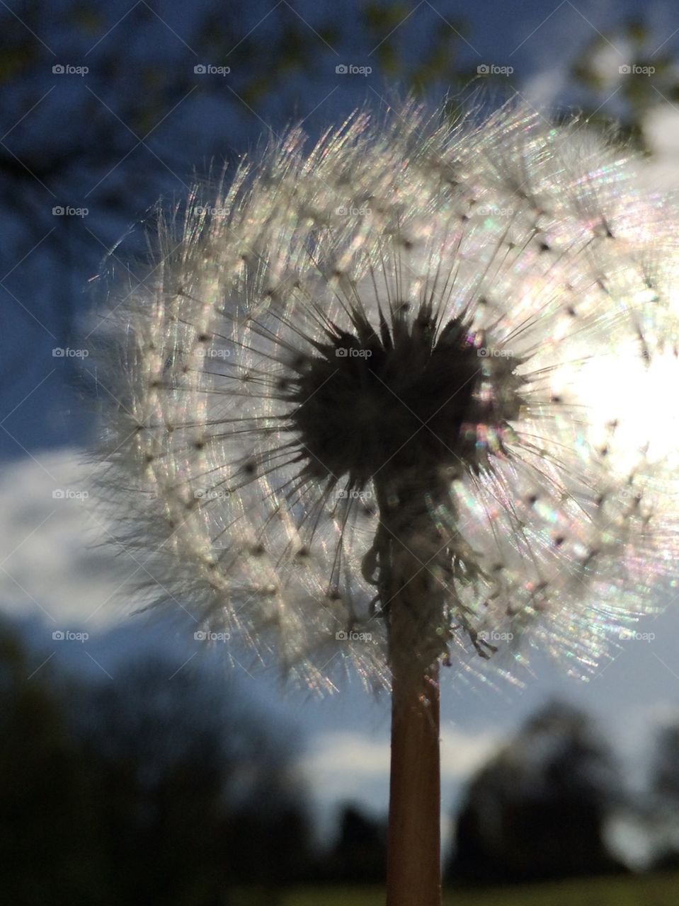 New Life. Springtime Dandelion Clock ...