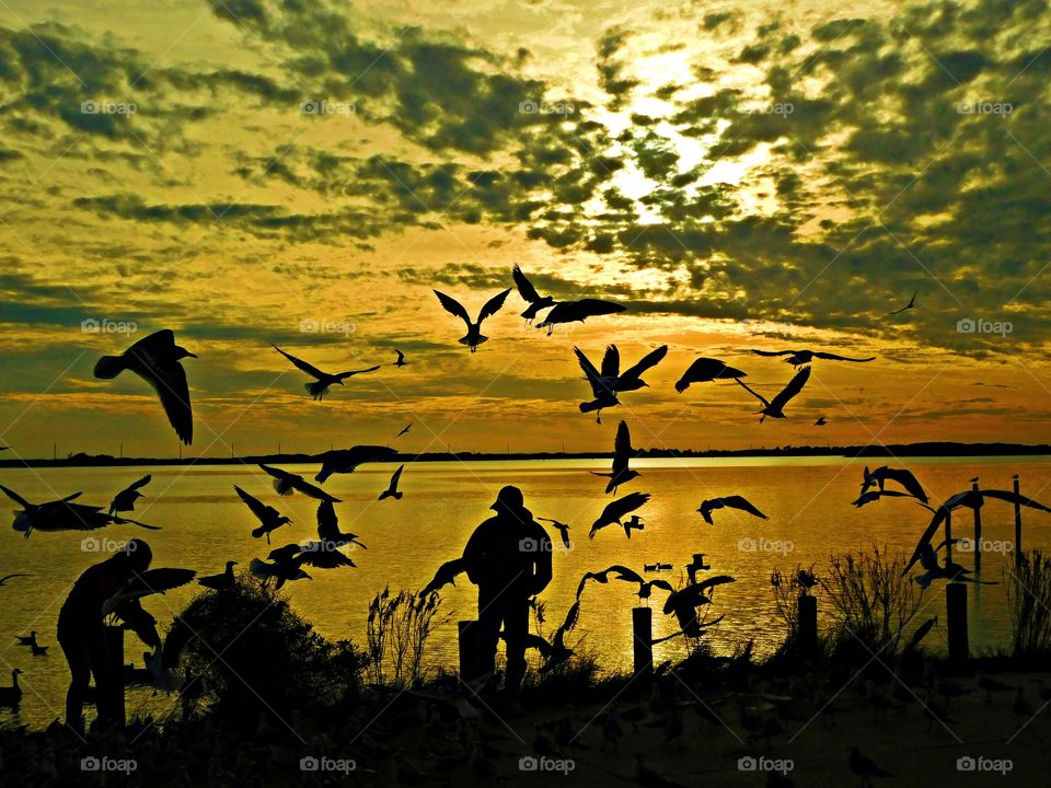 Wild Animals of The United States Foap Missions - A man is seen engulfed by a flock of Seagull looking for food