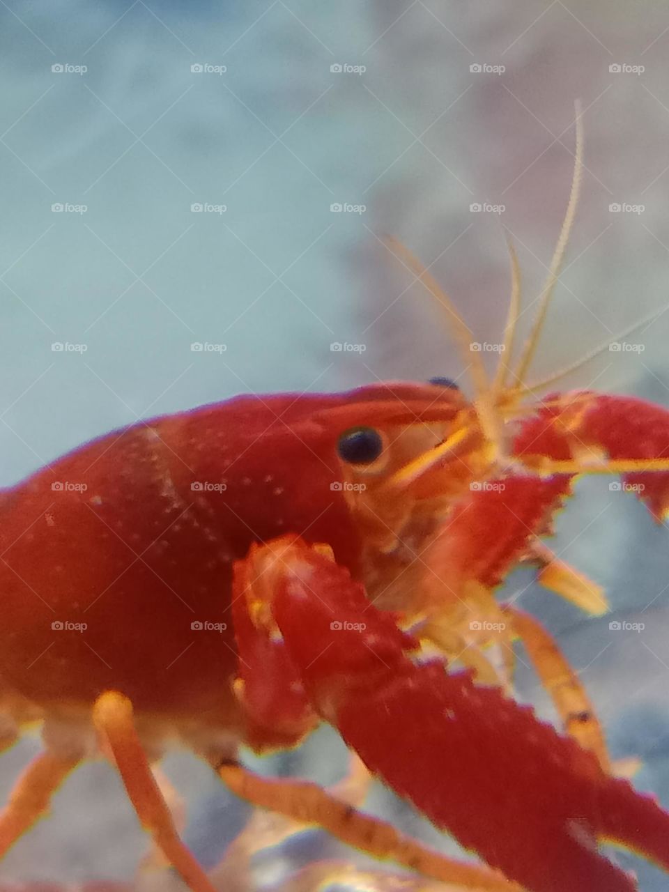 lobster