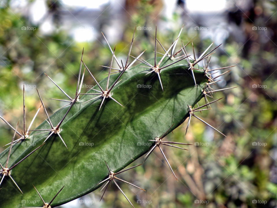 green cactus desert sharp by landon