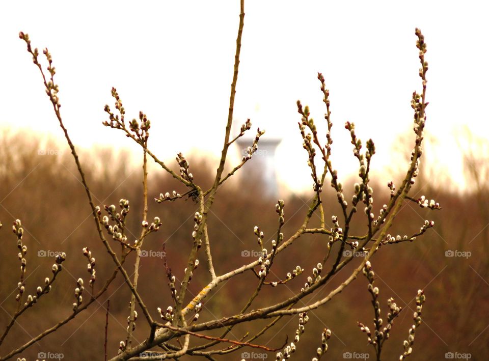 Spring buds