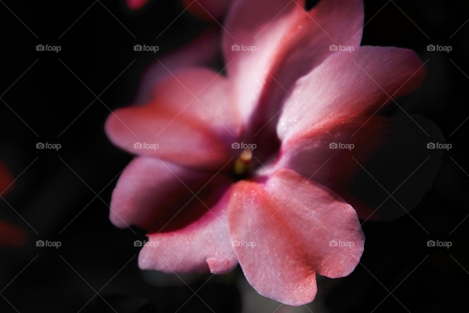 Red flower illuminated by sunlight