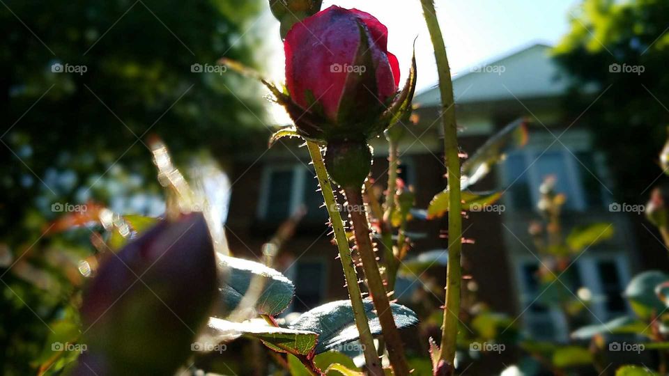 No Person, Flower, Rose, Nature, Leaf