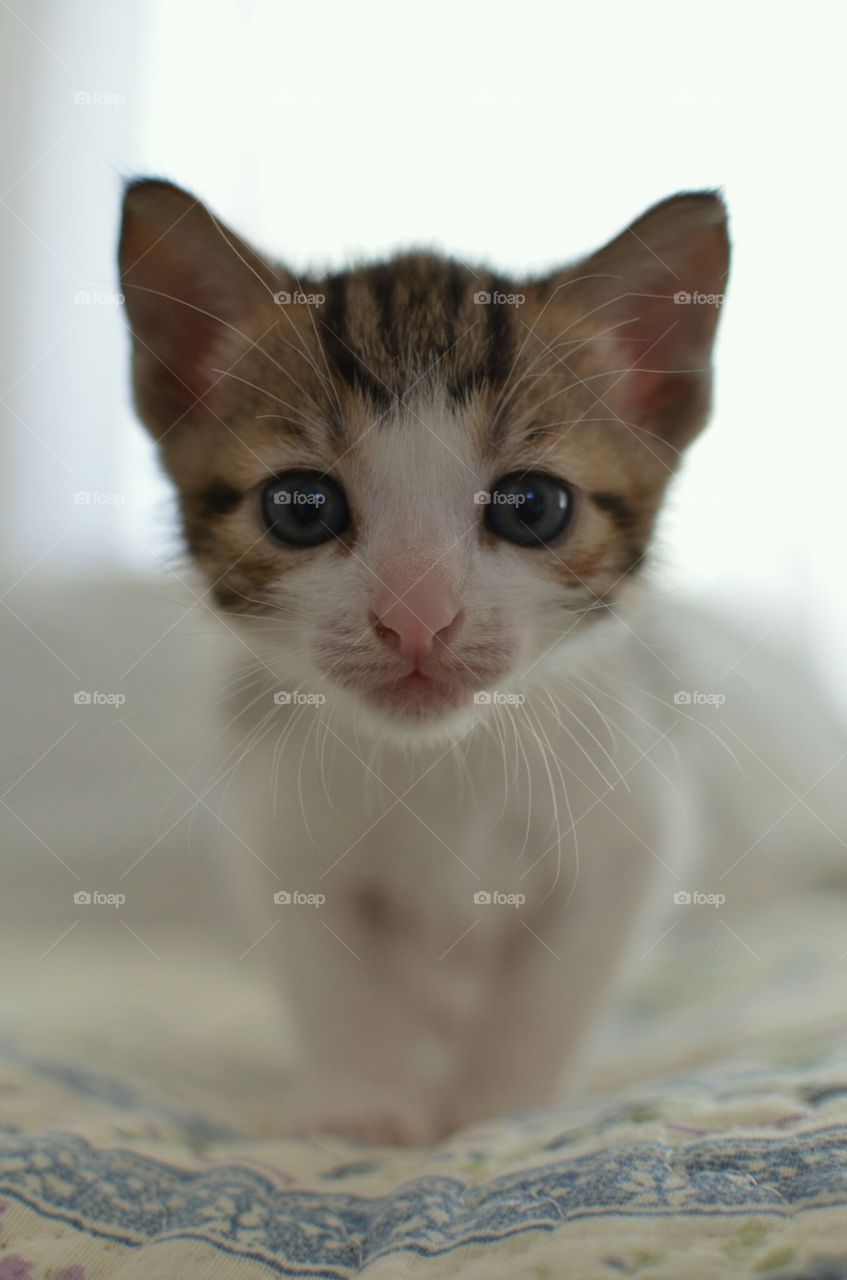 verry beautifull cat ❤