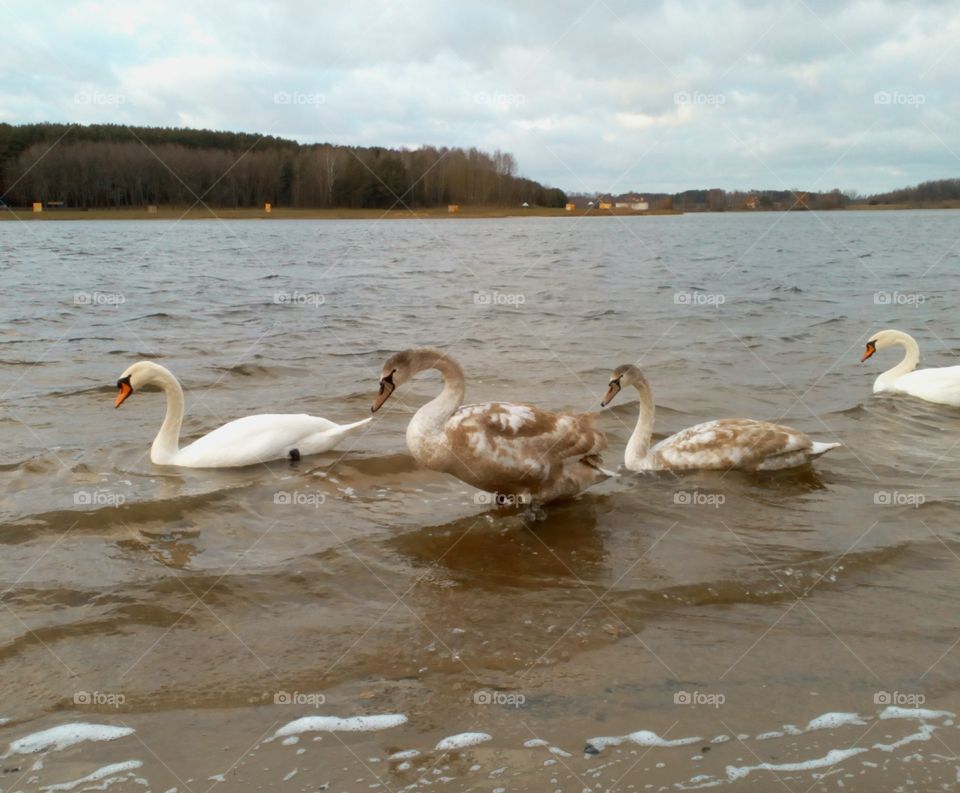 Swan, Bird, Water, Lake, Waterfowl