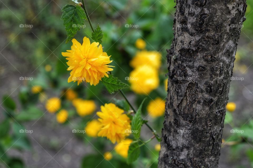 Nature, Leaf, No Person, Flora, Flower