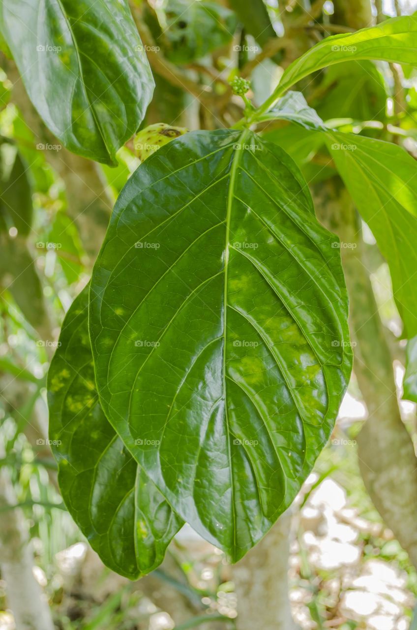 Noni Tree Leaf