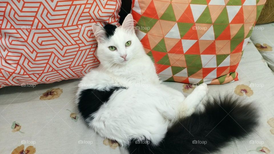 Teodoro the lazy cat,