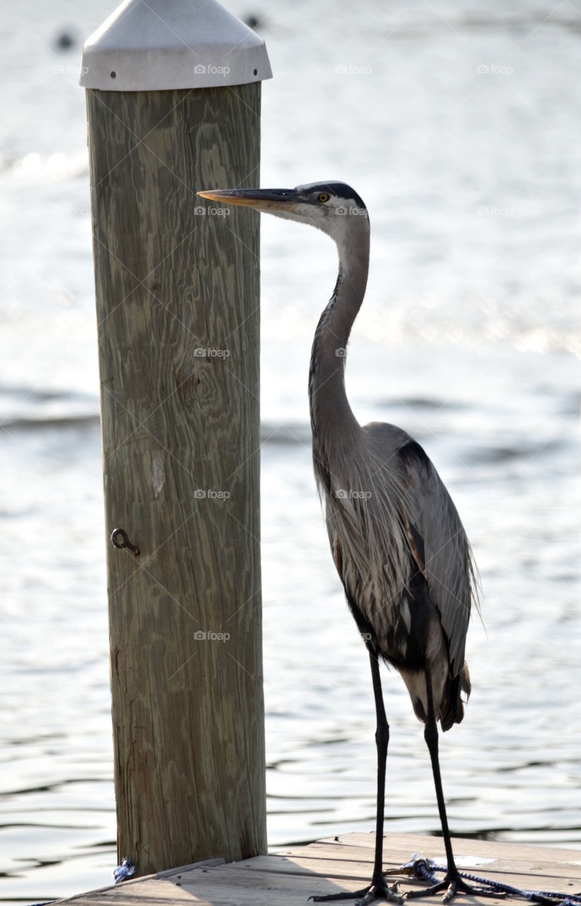 Florida dock with Heron