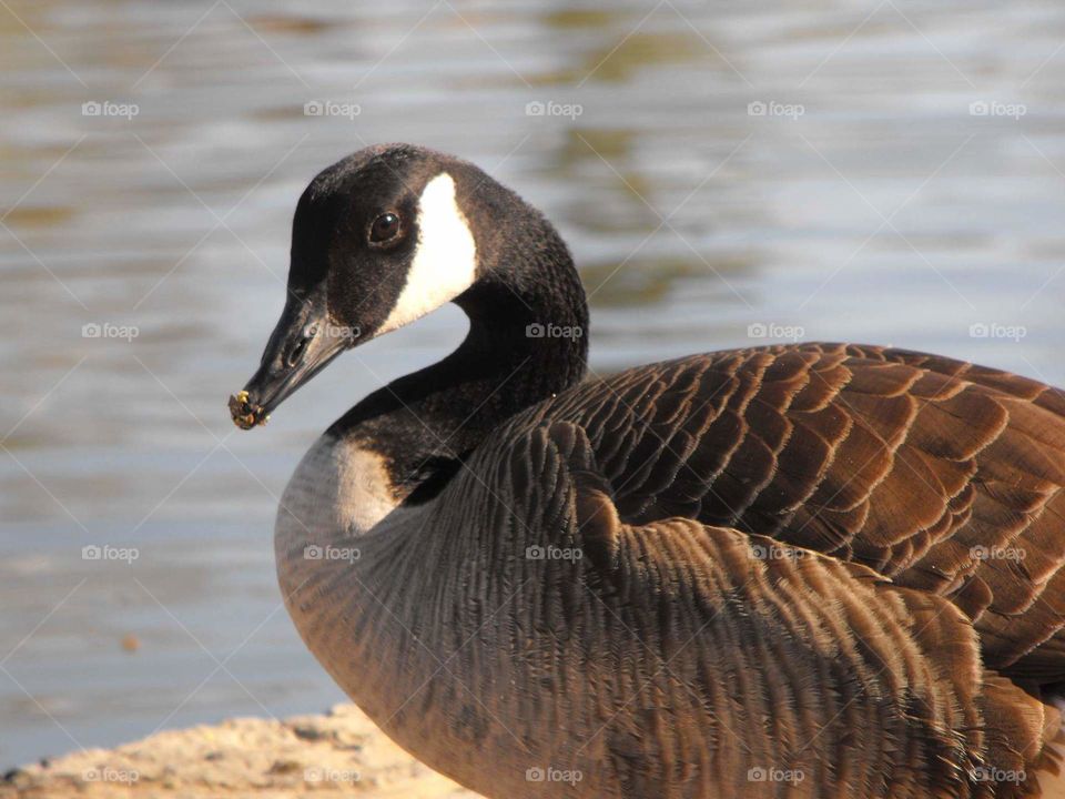 Close-up goose