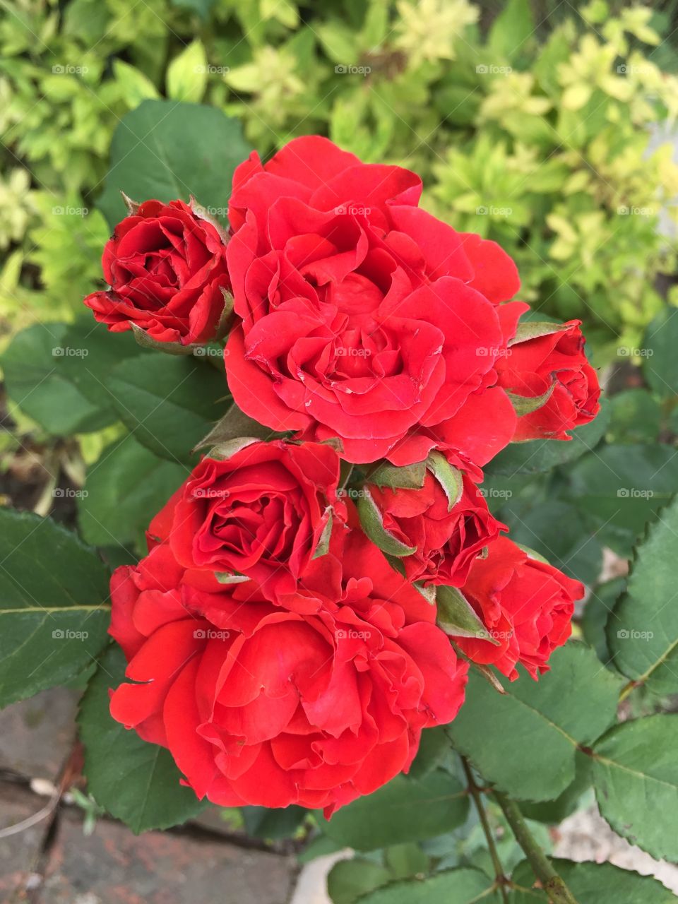 beautiful red roses