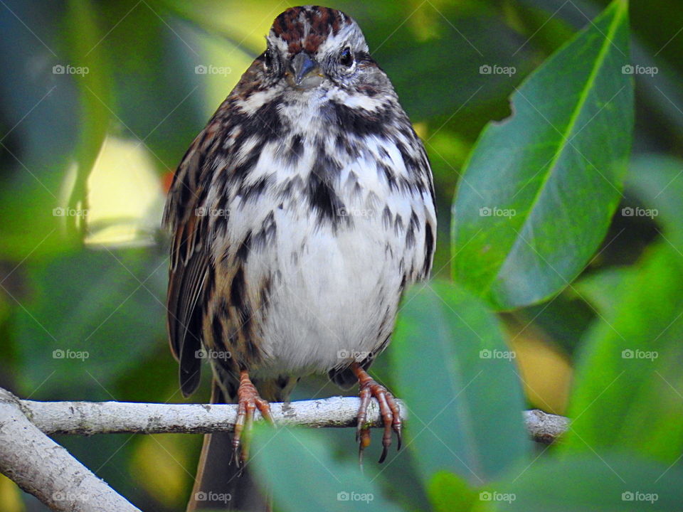 Song sparrow
