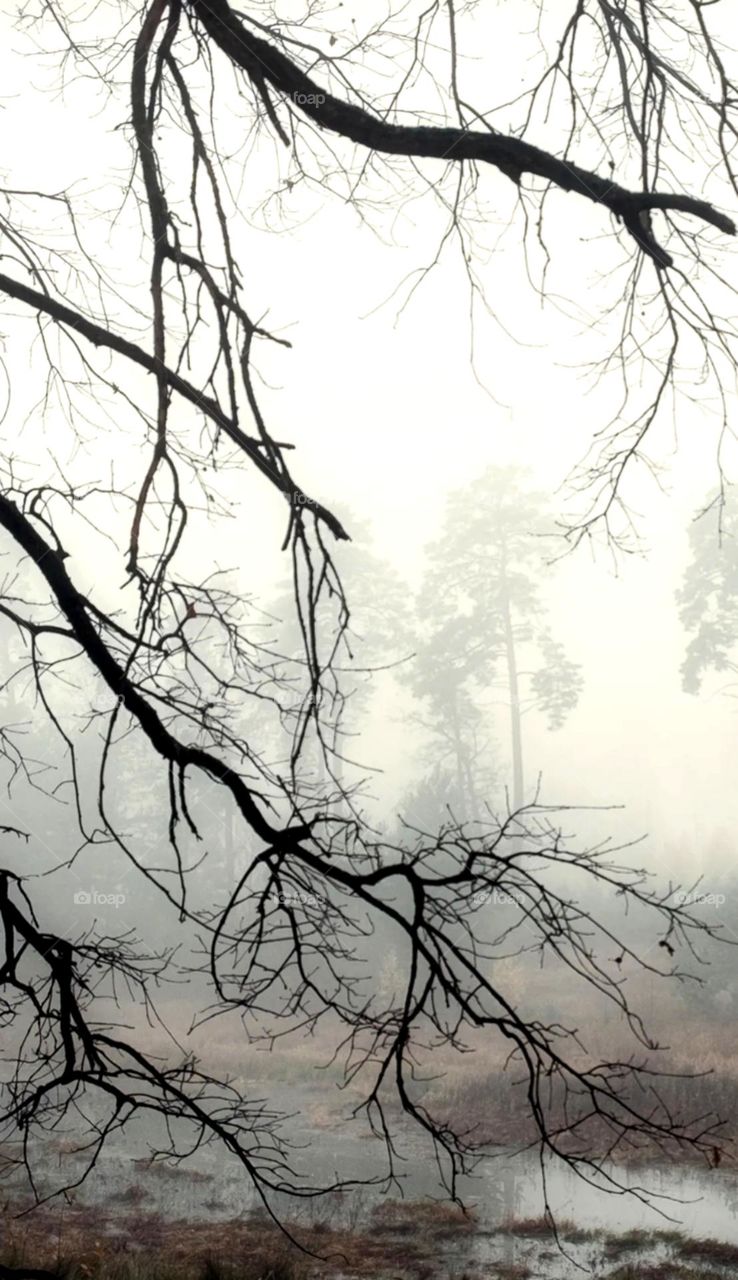 Fogy morning in jungle image looks nice dry tree and green trees