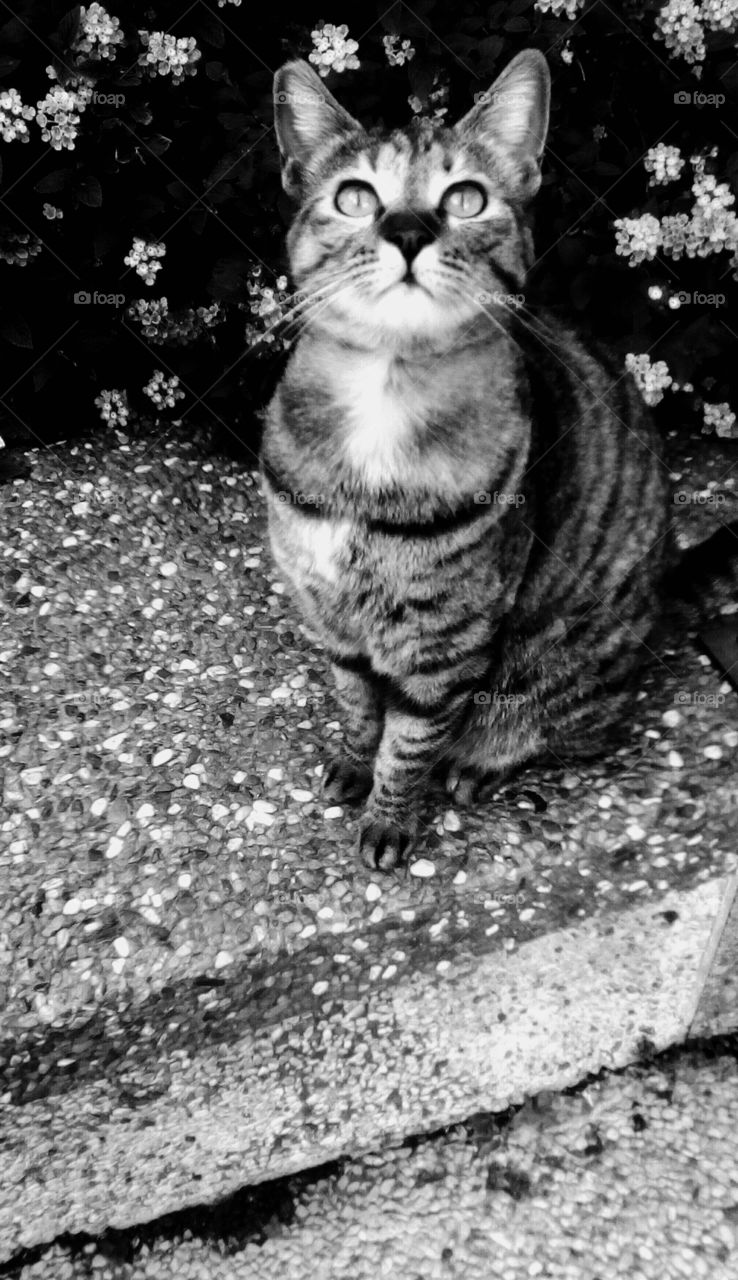 Adorable young cat looking up