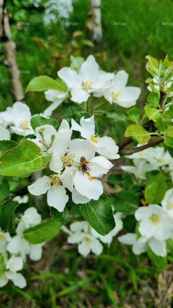 apple tree blossoms and a wasp in the picture