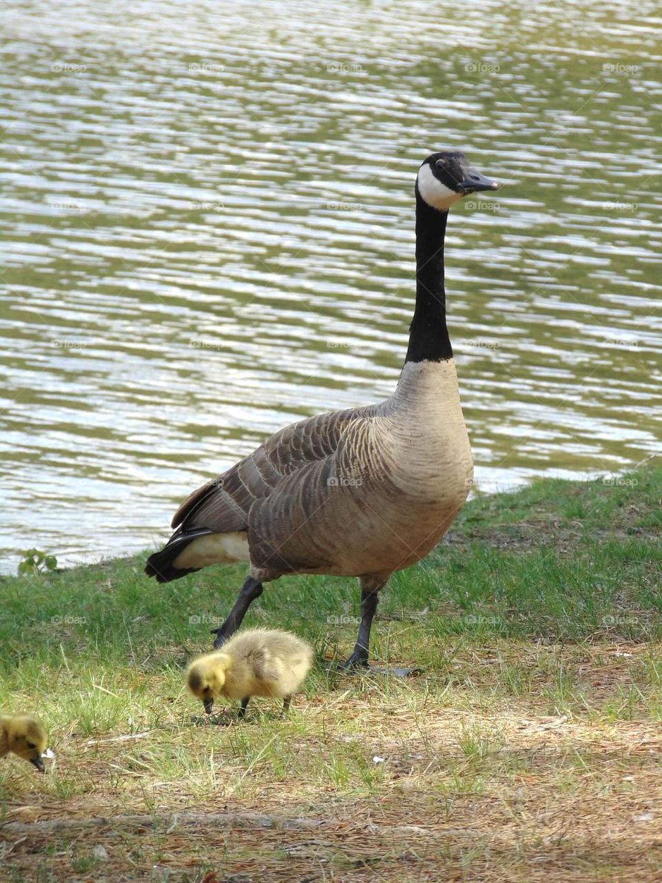 Mother goose with her tiny fluffy goslings 