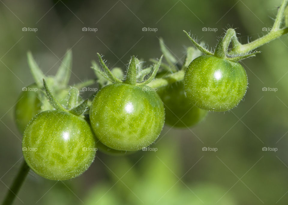 Summertime, young green tomatoes