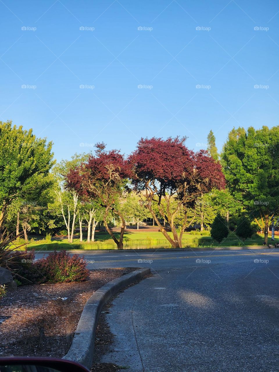 colorful suburban scenery of trees and road in Oregon