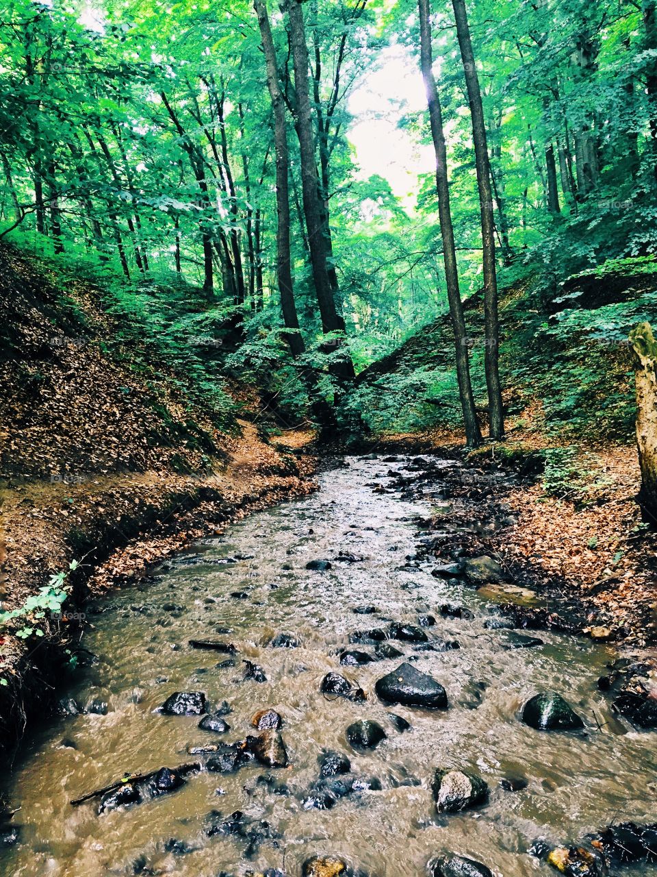 Stream flowing through forest