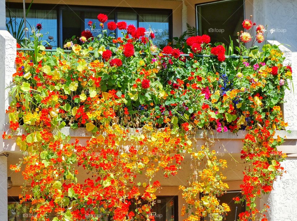 Balcony Covered With Flowers. Balcony Overflowing With Ted And Yellow Nasturtium Flowers
