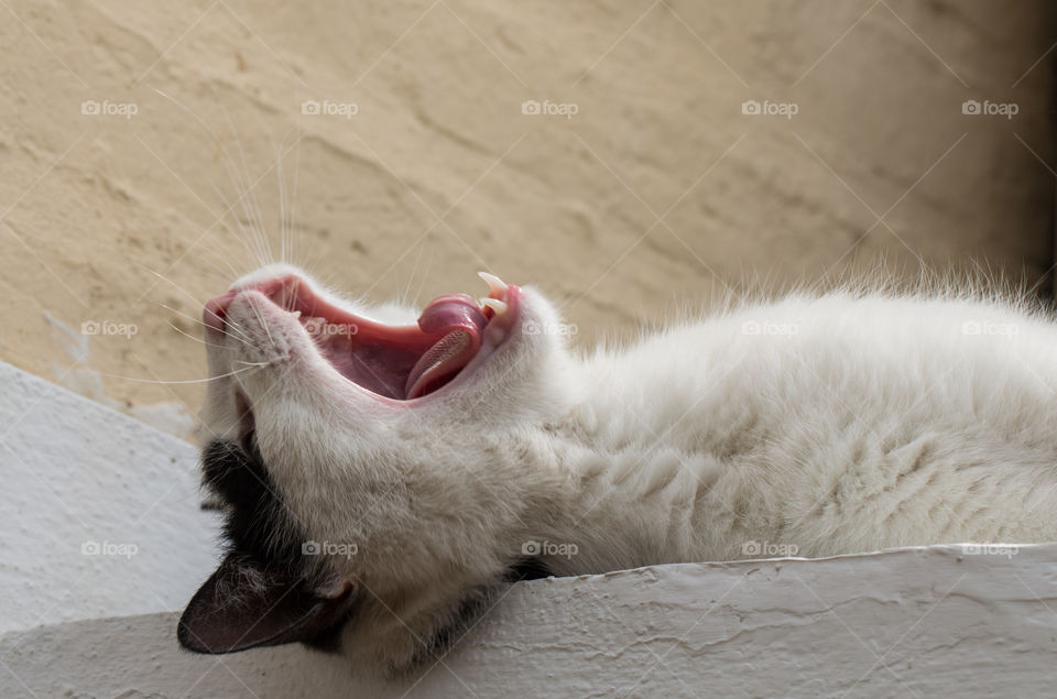 CAT yawning