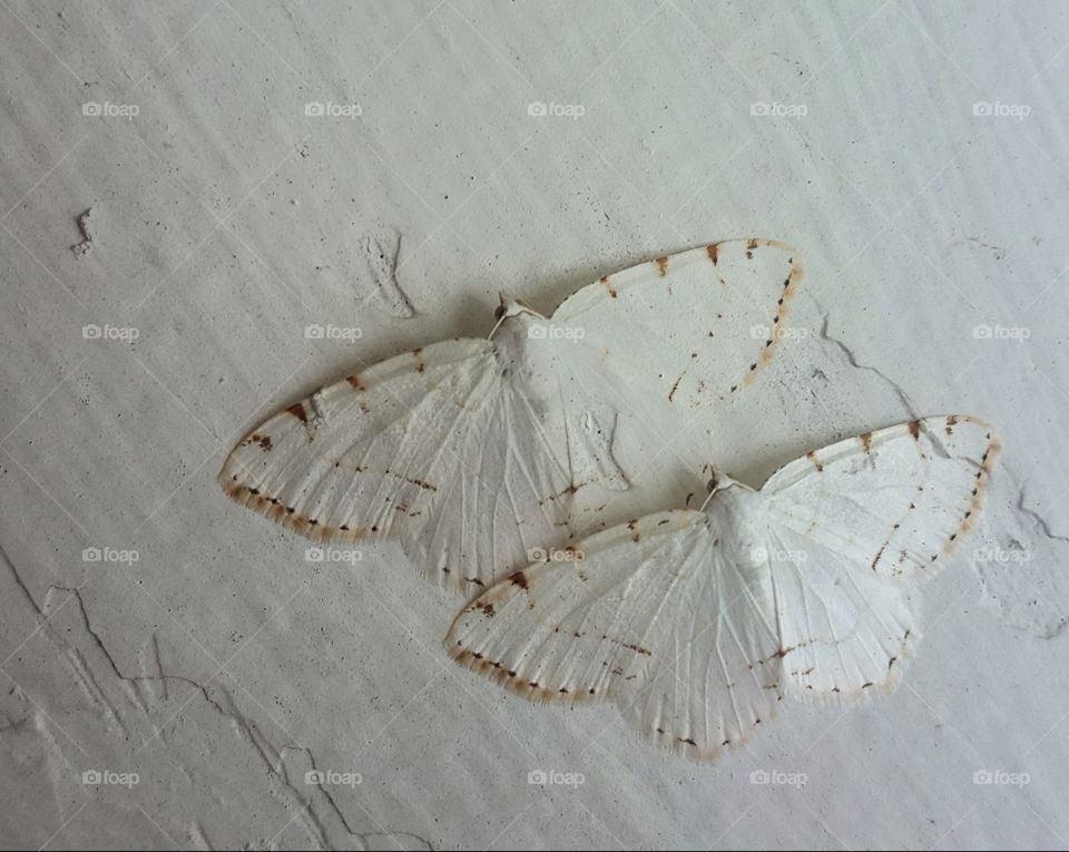 Camouflage Moths