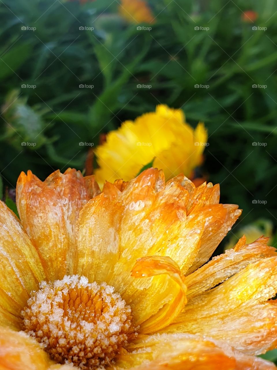 Calendula officinalis with frost on it.