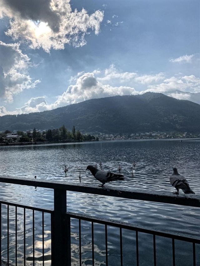 Pigeons