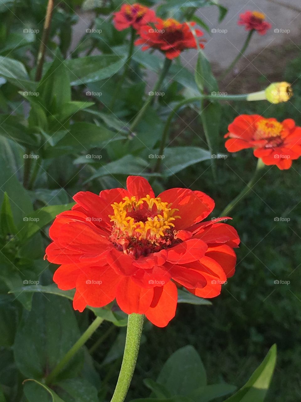 Light red Zinnias