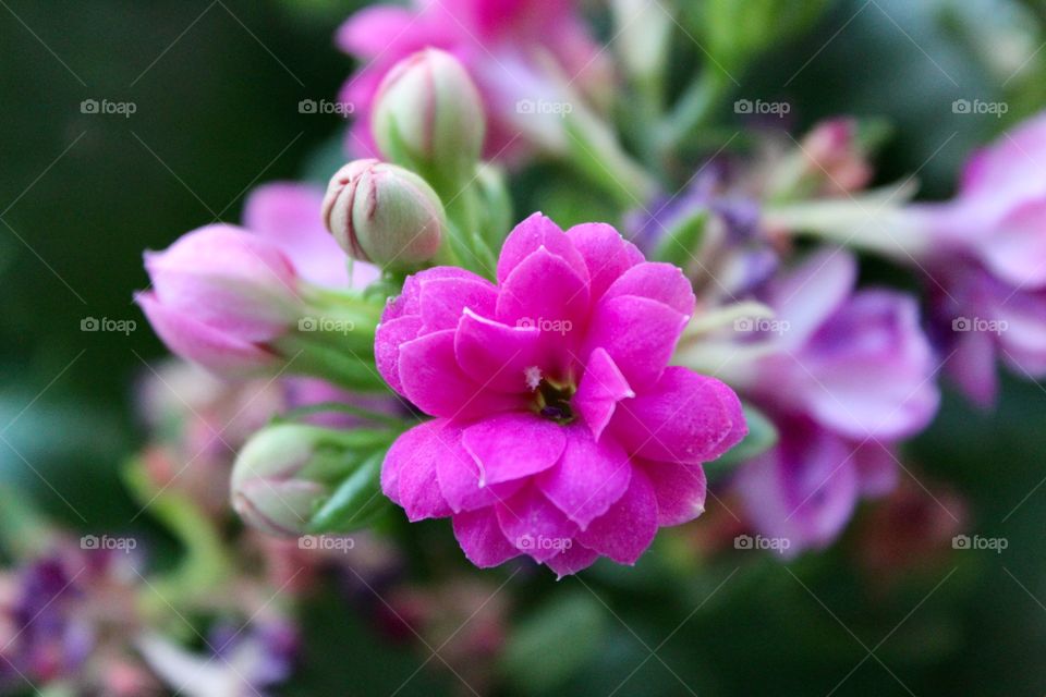 Beauty of Nature, Beautiful Pink Flower 