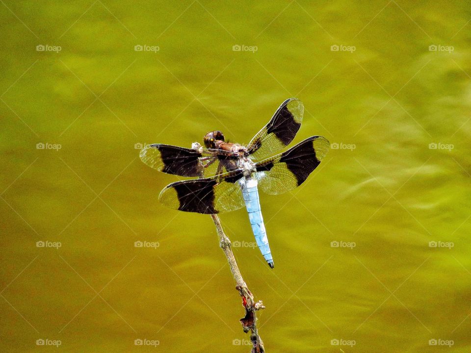 blue color dragonfly on stem over water
