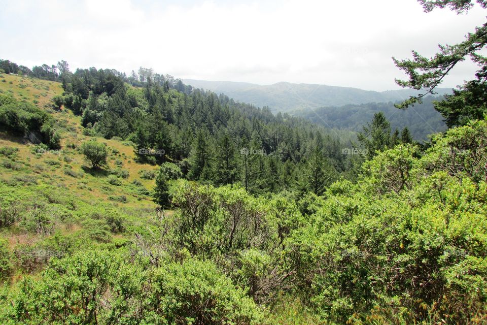 High angle view of forest