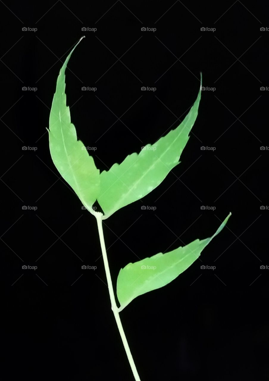 leaf