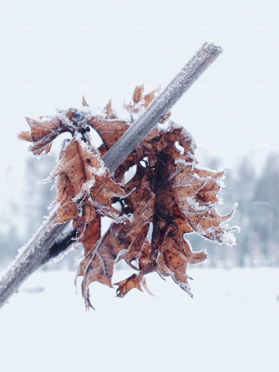 Frozen leaves 