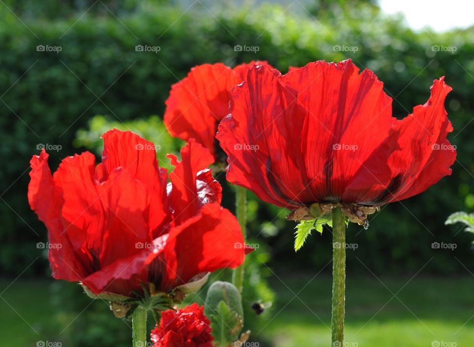 Poppies