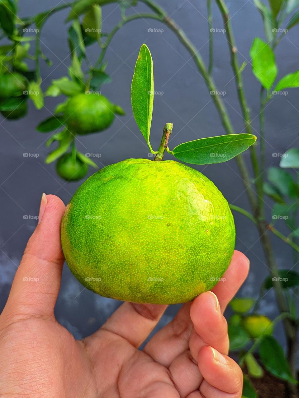 Harvest an orange fruit
