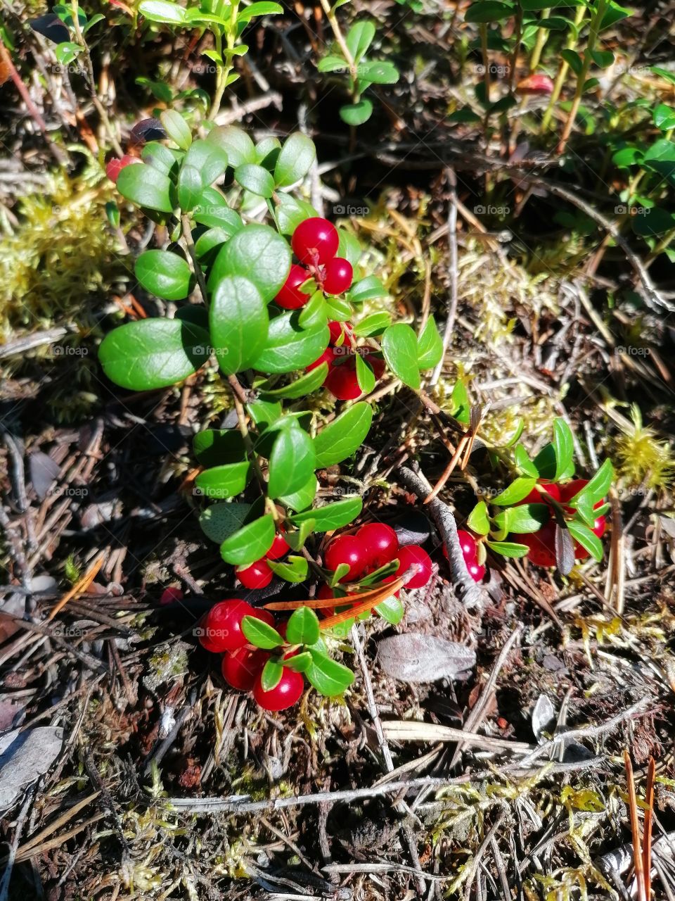 Fresh and ripe cowberries in 
the forest of Finnish Lapland.