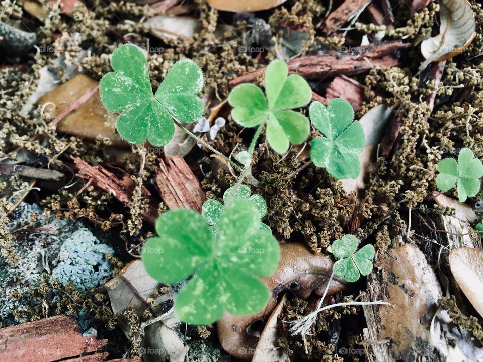 Shamrocks in the dirt