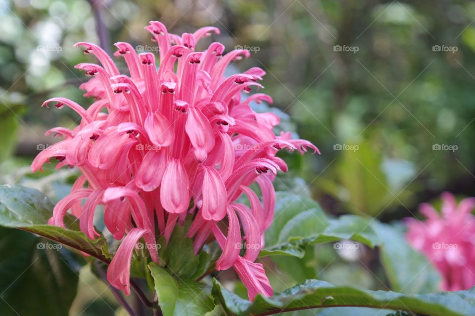 Flower of Baguio