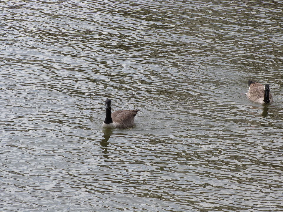 Water, Bird, No Person, Goose, Duck