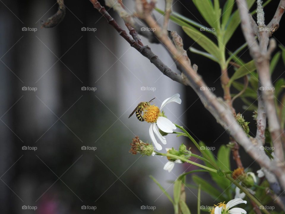 Hornet with a bee looking enjoying working at getting pollen on the white and yellow flower by a plant branch.