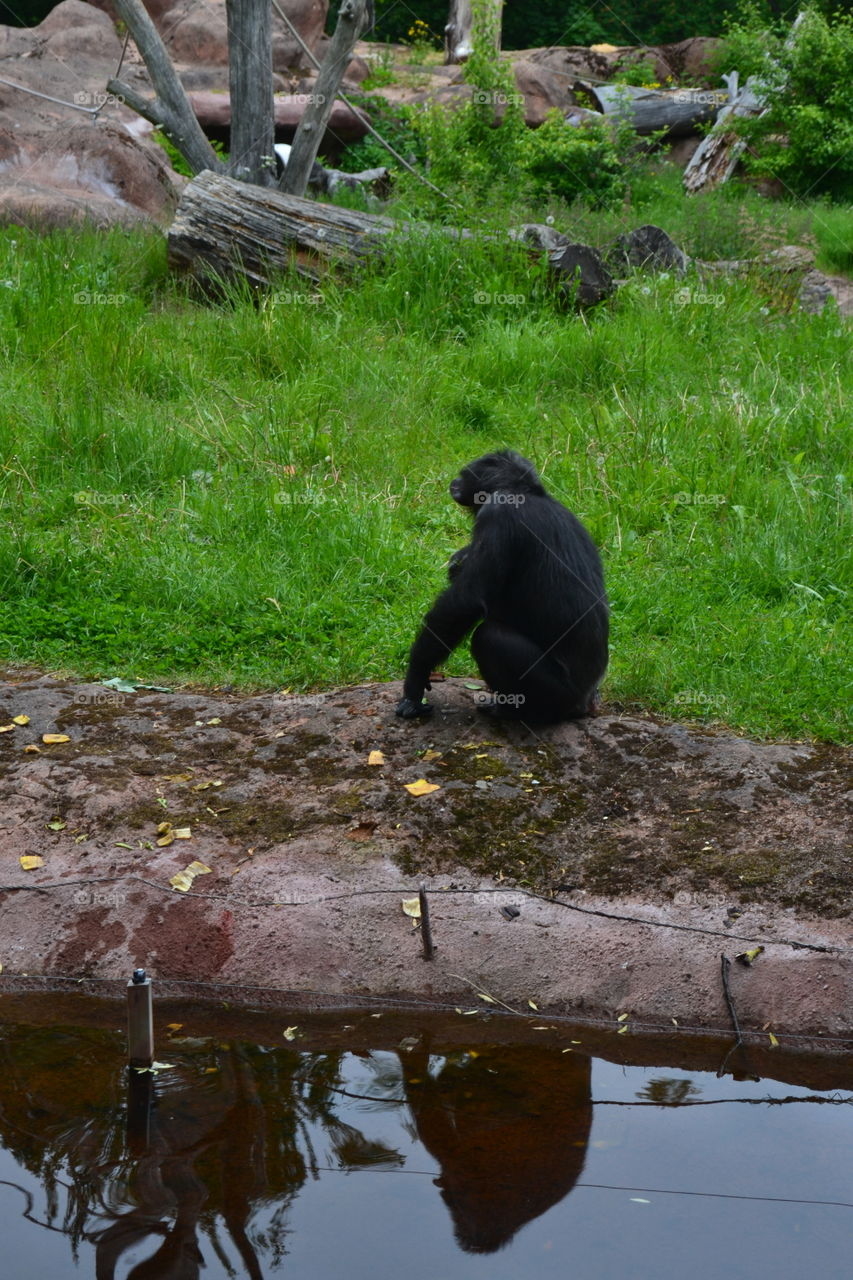 chimpanzee