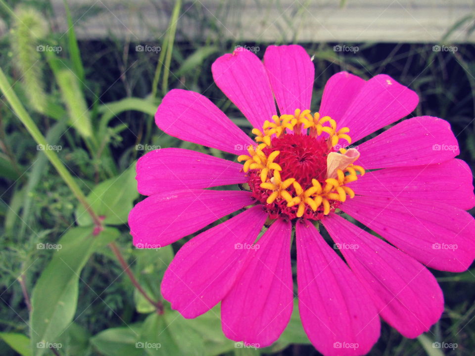 Pink flower 