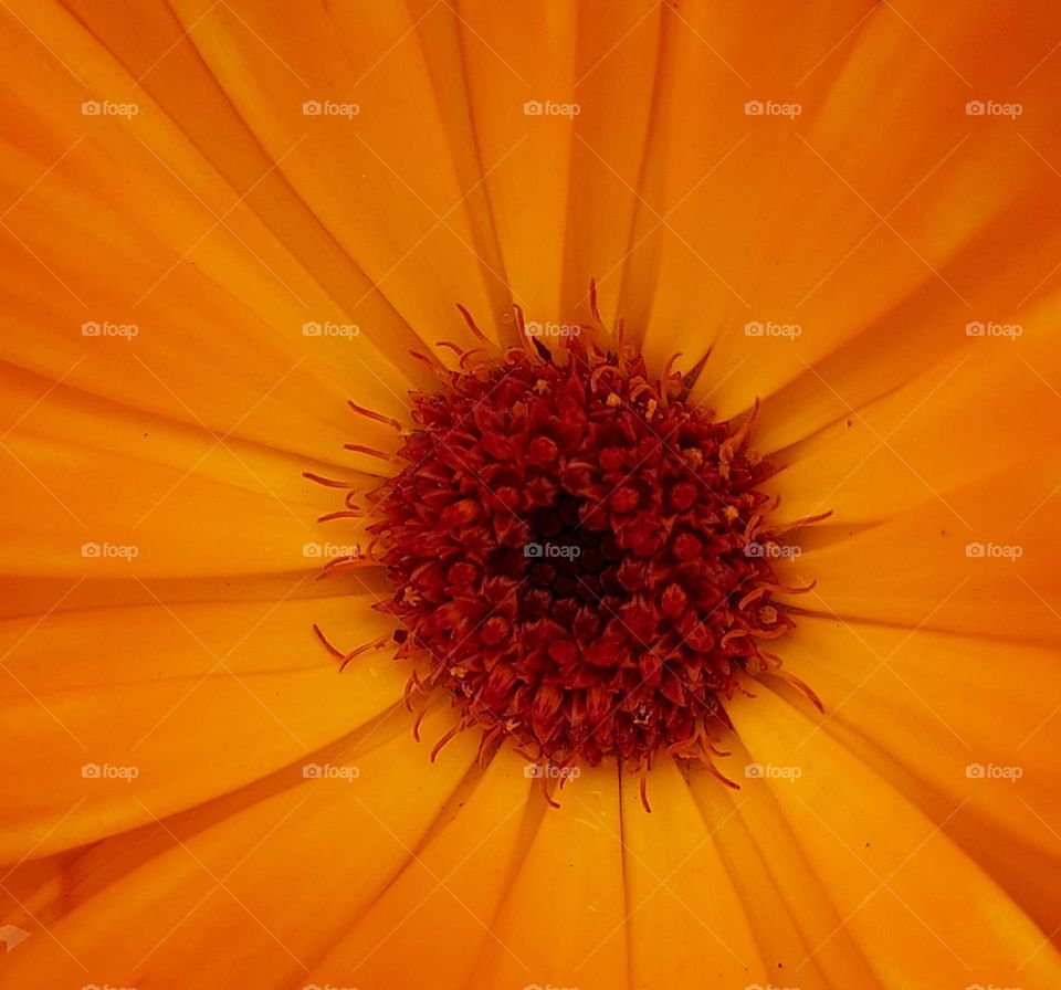 orange flower