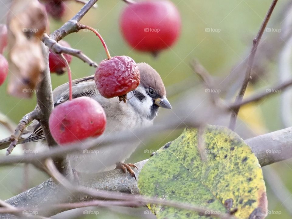 Little sparrow and the little apple