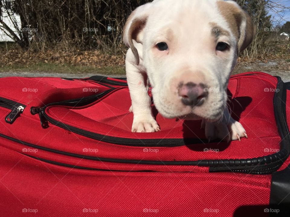 Suitcase dog