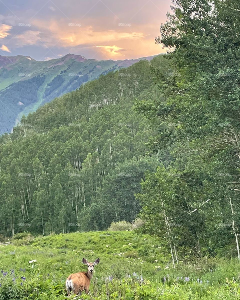 Deer in the mountains ❤️