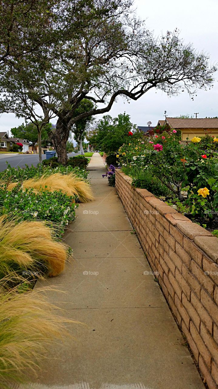 Neighborhood Sidewalk. Nice place to walk in the neighborhood.